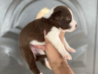 Kızıl border collie yavrular