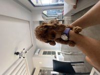 Sahibinden Toy Poodle
