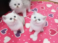 Scottish Fold Ve Straight Silver Yavrular Safkan