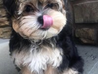 Bol tüylü pofuduk yavru yorkshire terrier
