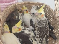 Yavru Sultan Papağanları