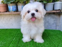 Teslime hazır erkek Kore Maltese
