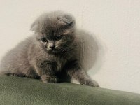 Scottish fold kediler tuvalet eğitimleri var