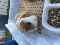 Karamel & Latte guinea pig