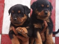 A Klas Rottweiler Yavruları