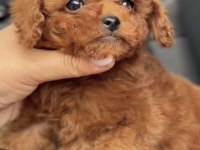 Toy Poodle Köpeği