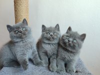 Safkan anne babanın british shorthair yavruları