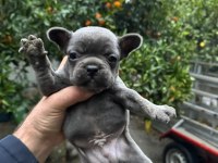 Blue French Bulldog Yavrularımız