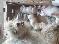 20 günlük terrier