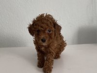 Uygun puan toy poodle yavrumuz