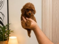 Toy Poodle Yavru Erkek Ve Dişi Yavrular Ücretsiz Teslimat