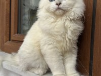 BRİTİSH LONG HAİR ERKEK 5 AYLIK