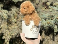 A+ Maltipoo Yavrular