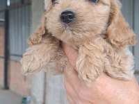 MALTİPOO YAVRULARIMIZ YENİ YUVALARINA HAZIR