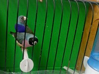 Bilezikli goldian finch mavi hazır takım