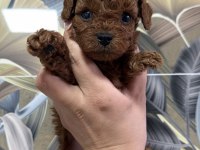 TOY POODLE BEBEKLERİ