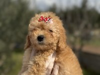 Dişi poodle güzeller güzeli kızımız