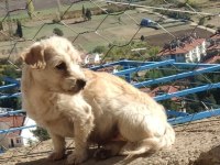 Tarçın isimli köpeğimiz