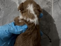 Kore Maltipoo yavruları