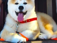 Safkan Soykütük Sertifika Belgeli Japon Akita Yavrular