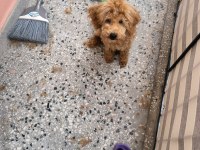 Red Brown toy poodle