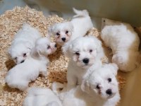 İNANILMAZ GÜZELLİKLER MALTESE TERRİER