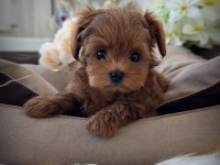 Eğitimli Kore Teacup Maltipoo Yavrular