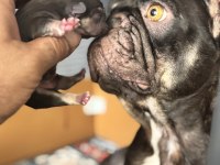 Coco tan dişi french bulldog