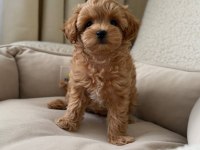 Maltipoo bebekler kore
