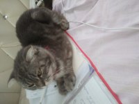 Scottish Fold 11 Aylık Kedim