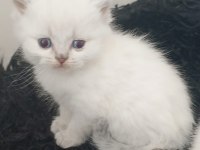 Safkan ırk garantili british longhair yavrular
