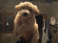 MALTİPOO KÖPEKLER