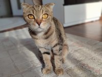 Taşınmadan dolayı kedimi sahiplendiriyorum