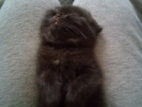 45 günlük dişi yavru scottish fold