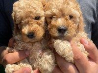 Toy Poodle Yavrularımız