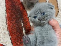 Scottish fold kedilerin yeni yuvalarını arıyoruz
