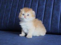 British Longhair Golden Ny11 Ny25 Bebekler