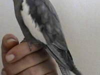 Erkek diye söylendei yaklaşık bir yaşında