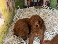 IRK VE SAĞLIK GARANTİLİ TEACUP BABY FACE POODLE YAVRULAR