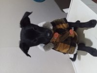 Siyah kırma köpeğimiz bir kedi boyu kadar büyüyor