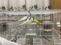 Muhabbet Kuşları ve Forpus Papağanı