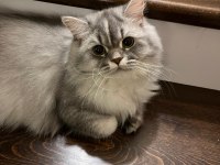 British Longhair Kedimiz