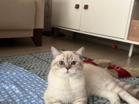 Çiftleştirmek için dişi kedi arıyoruz