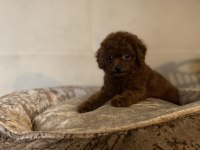 SAYFANIN EN İYİ KÖPEKLERİ İÇİN LÜTFEN İRTİBATA GEÇİNİZ