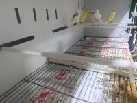 Her çeşit her tür kanarya