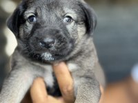 Altın kız kangal yavrusu sahnede