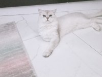 British longhair bal yavrumuza yuva arıyoruz