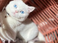 Şecereli british shorthair