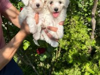 MALTESE TERRİER