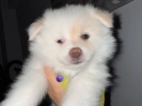 Pomeranian spitz köpeğimiz